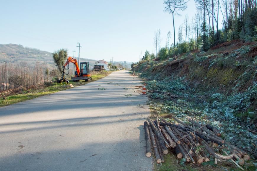 Poiares investe na recuperação da floresta