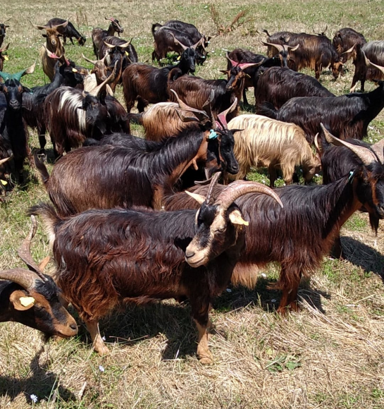 Candidatura da Caprinicultura | Ruminantes na Serra do Bidueiro